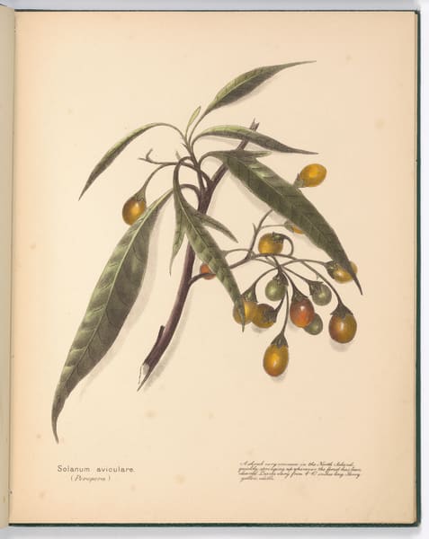 Emily Cumming Harris, Solanum aviculare (Poroporo), hand-coloured lithographs, 306 x 245mm, plate 6 in New Zealand Berries, Nelson, HD Jackson, 1890.