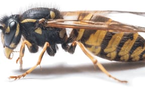 Wiping out wasps