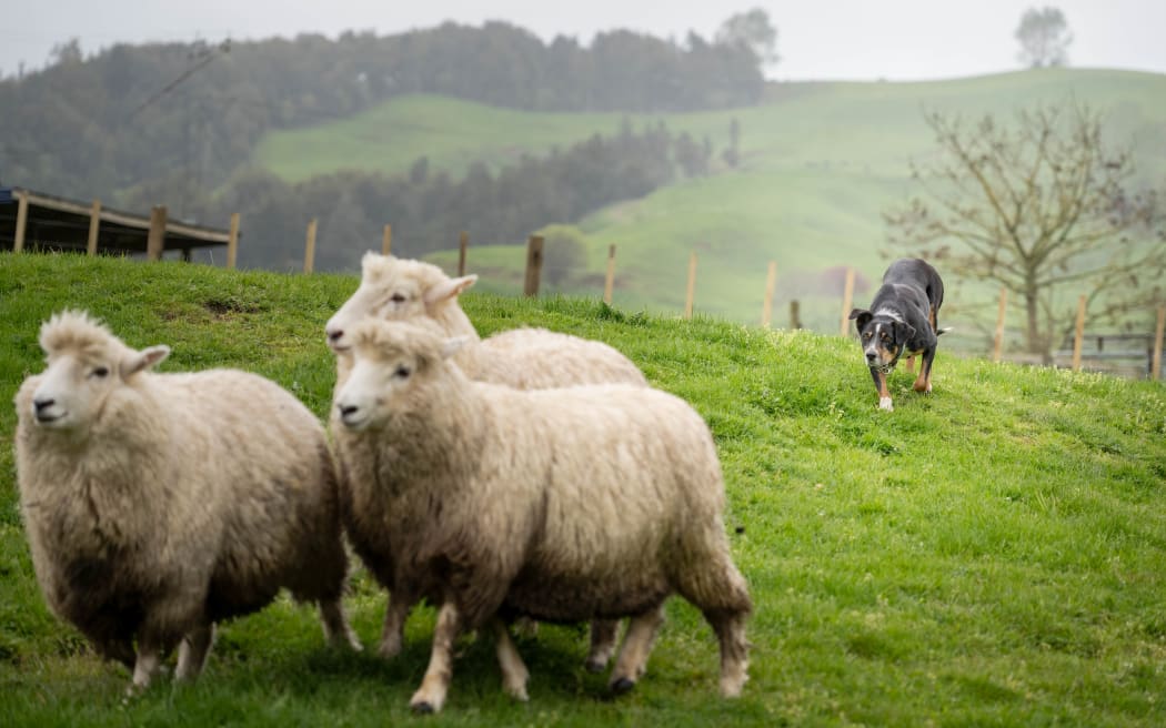 A Heading Dog at work shifting sheep.
