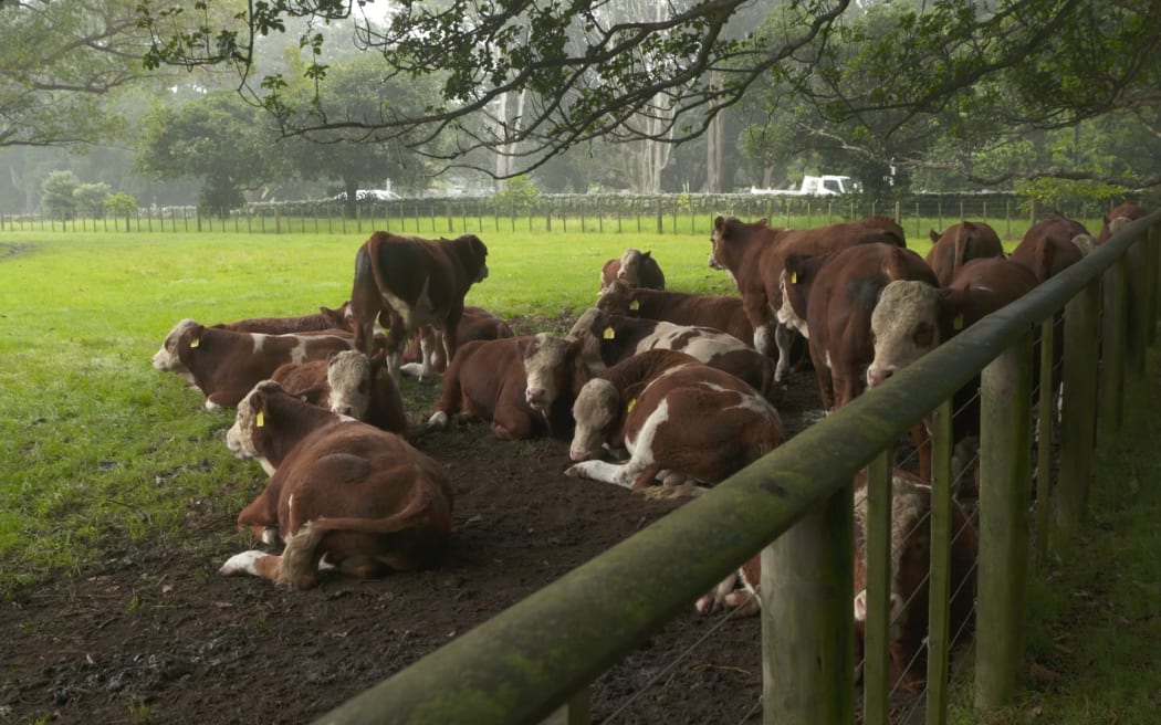 Cows at Maungakiekie's Cornwall Park.