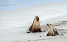 mother seal and son baby puppy australian sea lion in kangaroo island