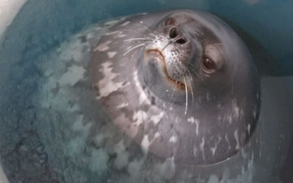 Weddell seal takes a breather at a hole in the sea ice, in Antarctica.