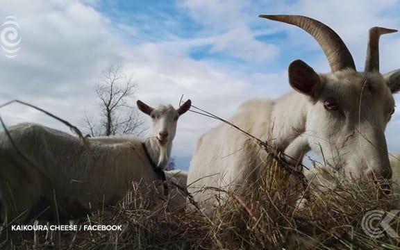 Kaikoura Cheese faces bankruptcy over earthquake