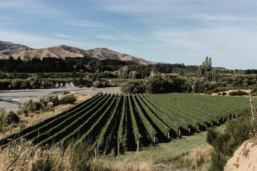 Tohu-Hero vineyard