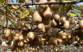 Kiwifruit