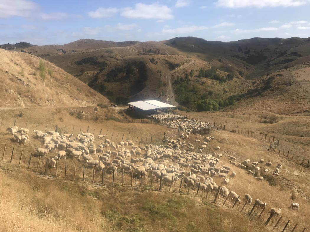 Summer dry at Mangara Station, Rangitikei