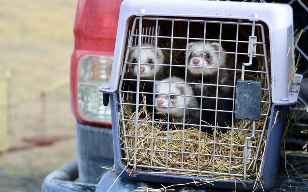 Hillary Clinton, Kamala Harris and Jacinda Ardern waiting to be deployed for work.