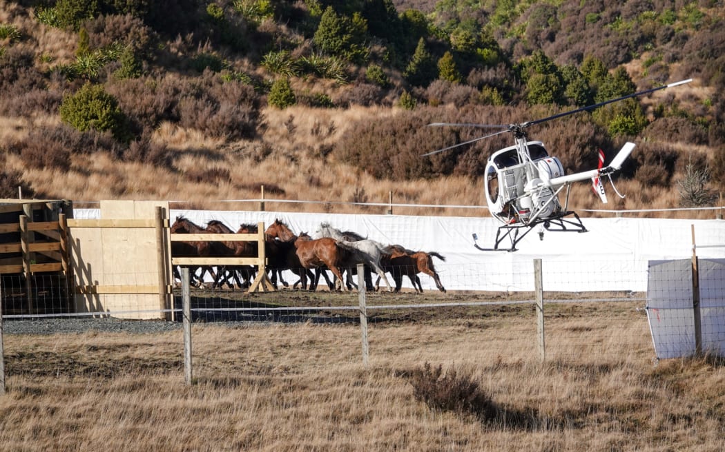 Kaimanawa horse muster Waiouru