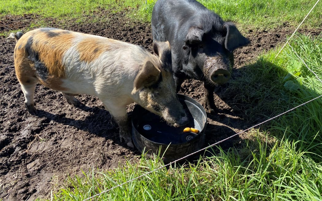 Thunder and Biscuit (left), two Wessex-Saddleback pigs.