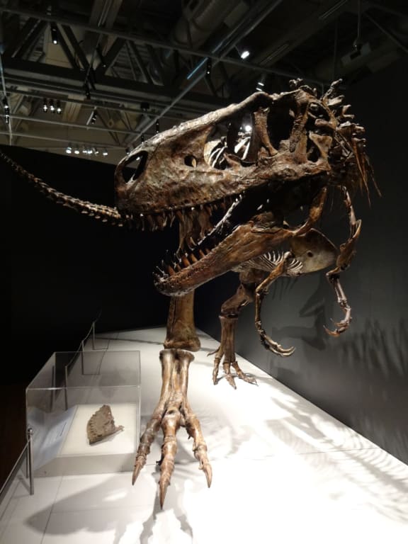 Tarbosaurus bataar was a large carnivorous theropod dinosaur from central Asia and nearly as large as Tyrannosaur rex. This specimen is also part of the exhibition Tyrannosaurs: Meet the Family, at Te Papa Tongarewa.