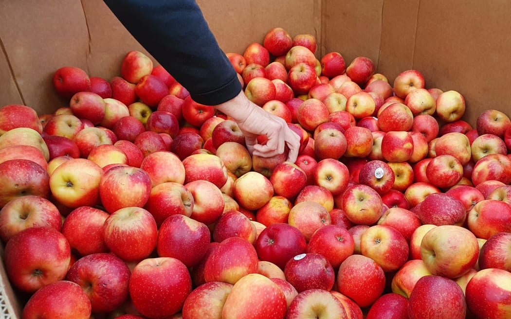 A bin of apples at food rescue charity Nourished for Nil