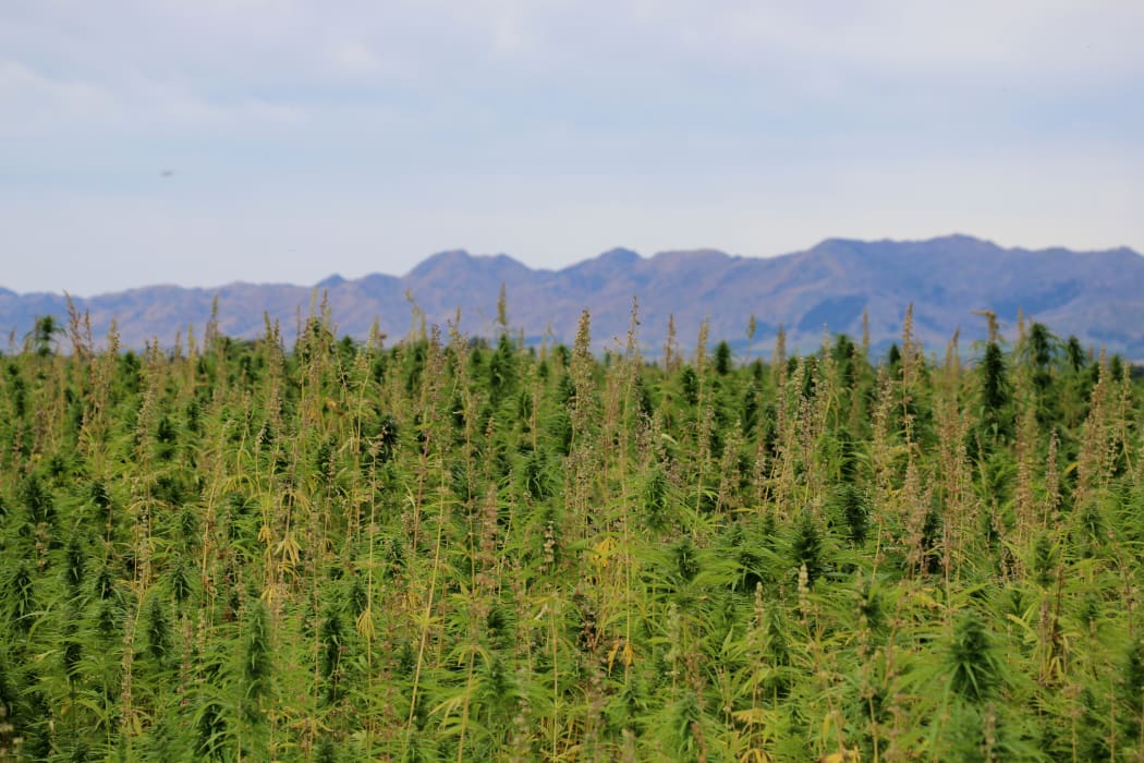 A 20 hectare paddock of hemp growing in North Canterbury