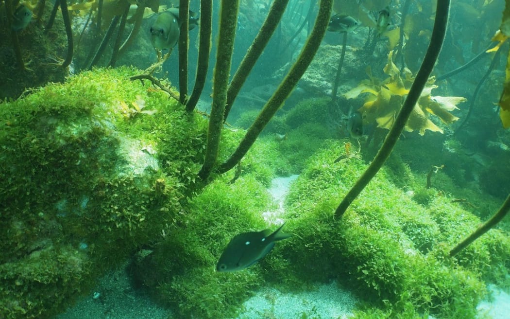 A photo of the seafloor bathed in green light. A fish swims next to a mound of green caulerpa seaweed.