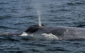 Sightings of the blue whale are rare.