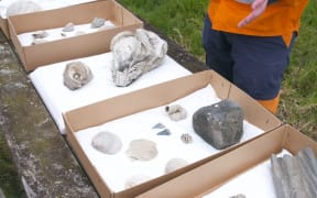 3.5 million-year-old fossils discovered in the wastewater tunneling at Māngere.
