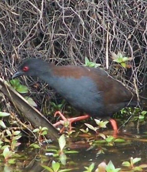 A Spotless Crake
