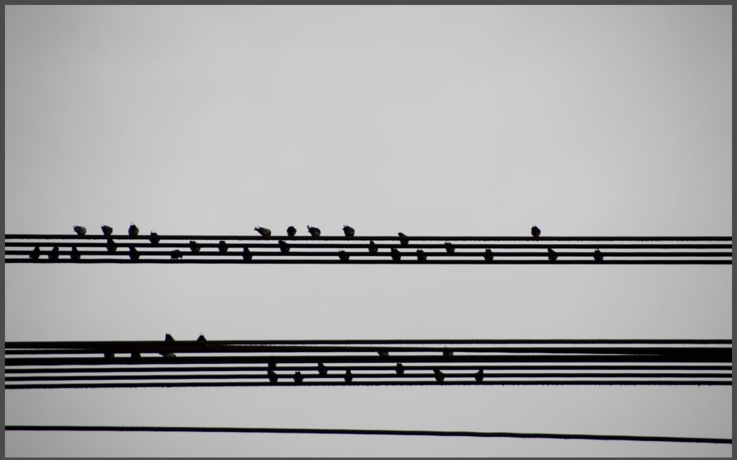 Birds on wires which look like sheet music