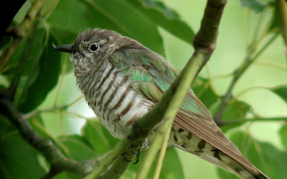 Shining Cuckoo