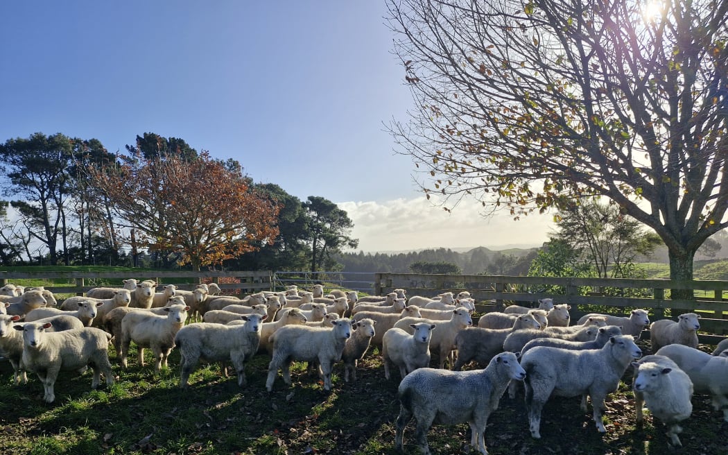 Sheep in a paddock