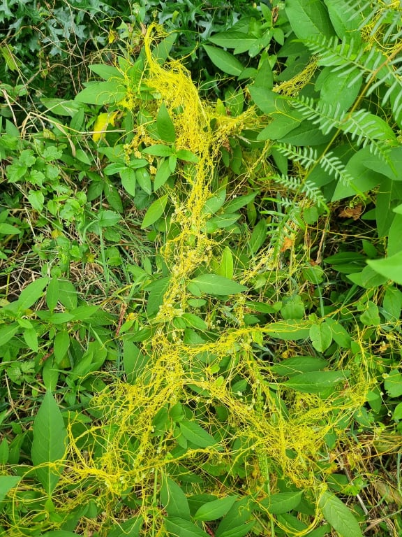 Cuscuta campestris or "noodle weed".