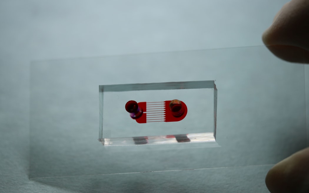 An example chip on a microscope slide.