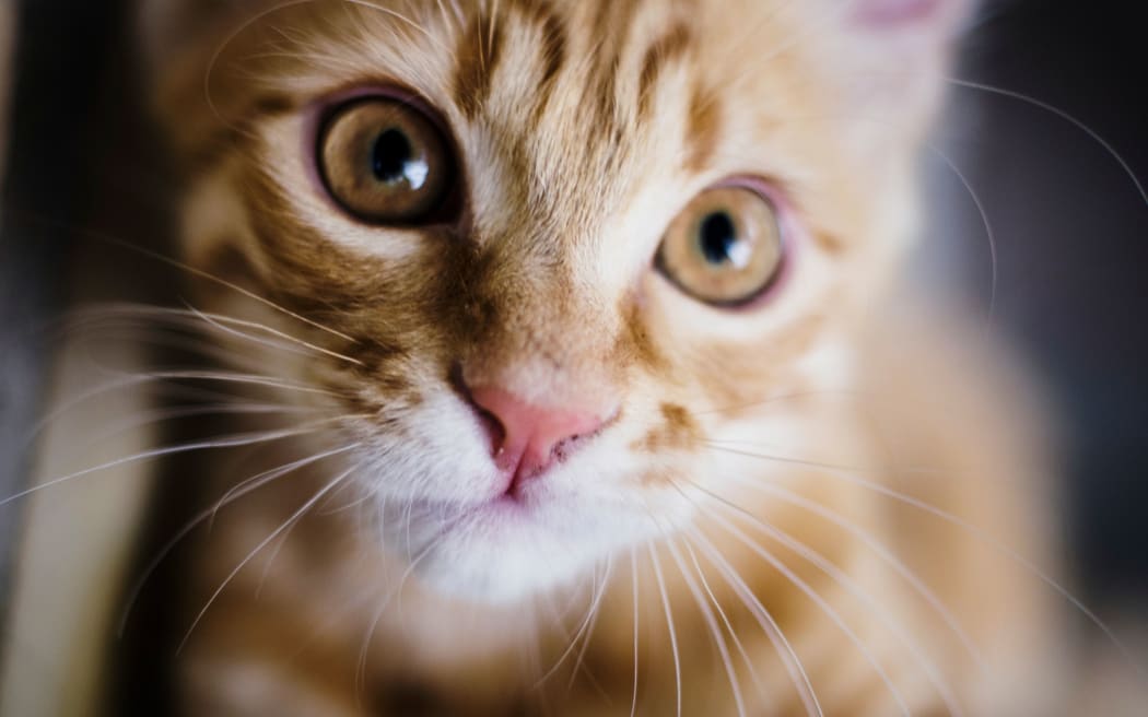 ginger kitten
