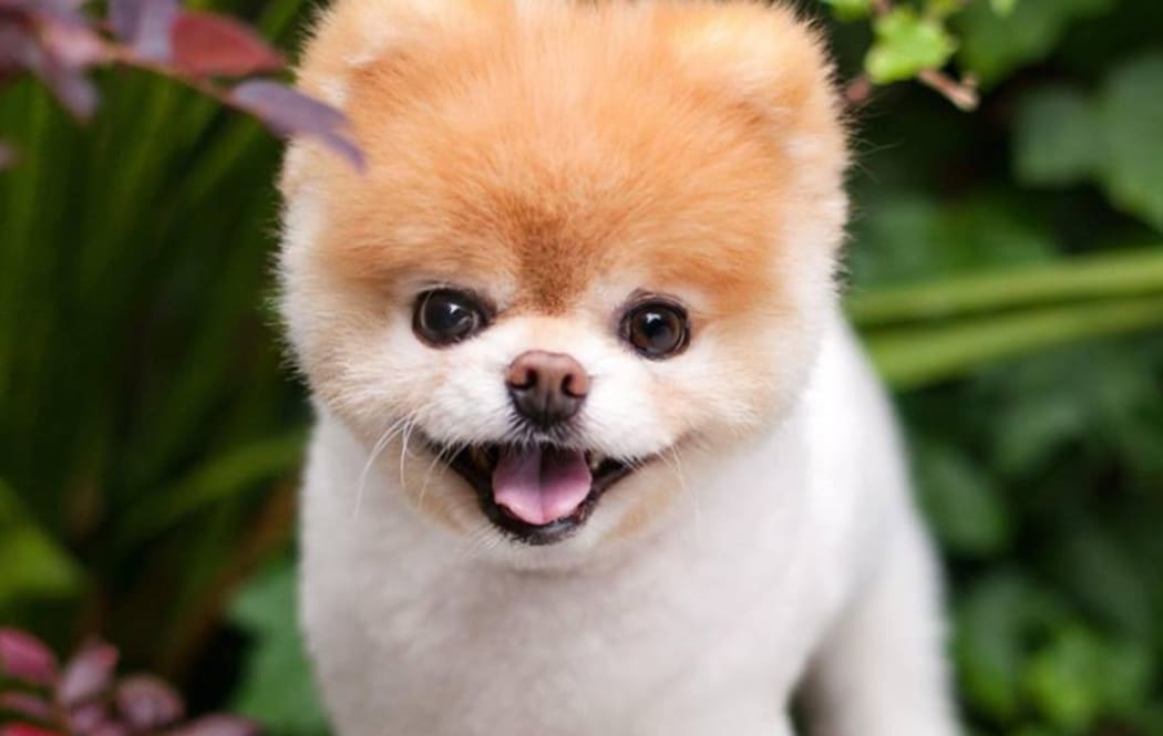 World's cutest dog boo book clearance