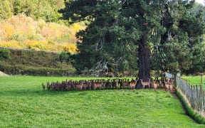 Red Deer at Pāmu's Aratiatia Deer Milking Unit