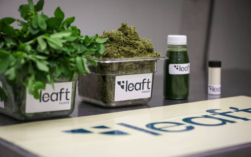 NZ green protein producer sprouts new deal with Asian food giant | RNZ