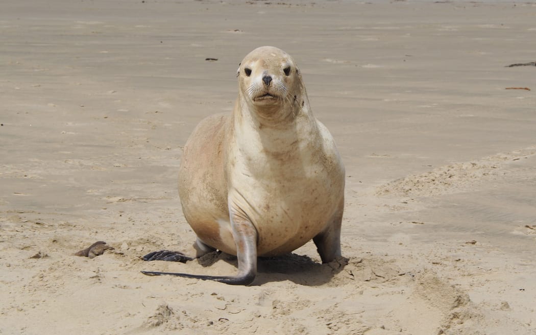 A sea lion at Cannibal Bay in the Catlins, one of the beaches where bad behaviour is forcing a rethink of the local council’s Vehicles on Beaches bylaw.