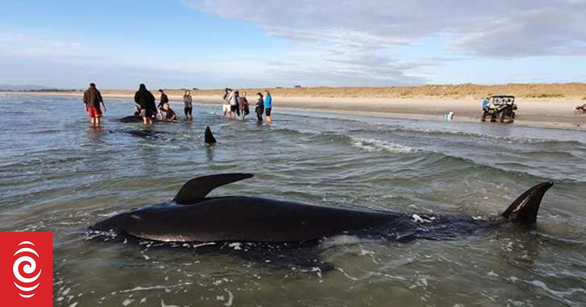 Dozens Of Pilot Whales Die In New Zealand's 3rd Mass Stranding In A Week