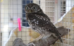 Little German Owl