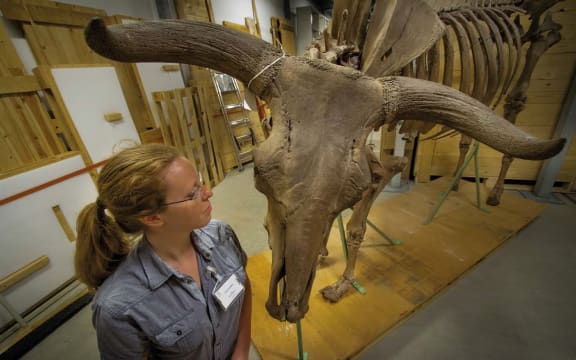 Torill Kornfeldt with an auroch skeleton at Lund University