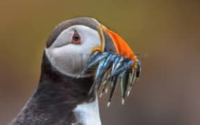 Puffin