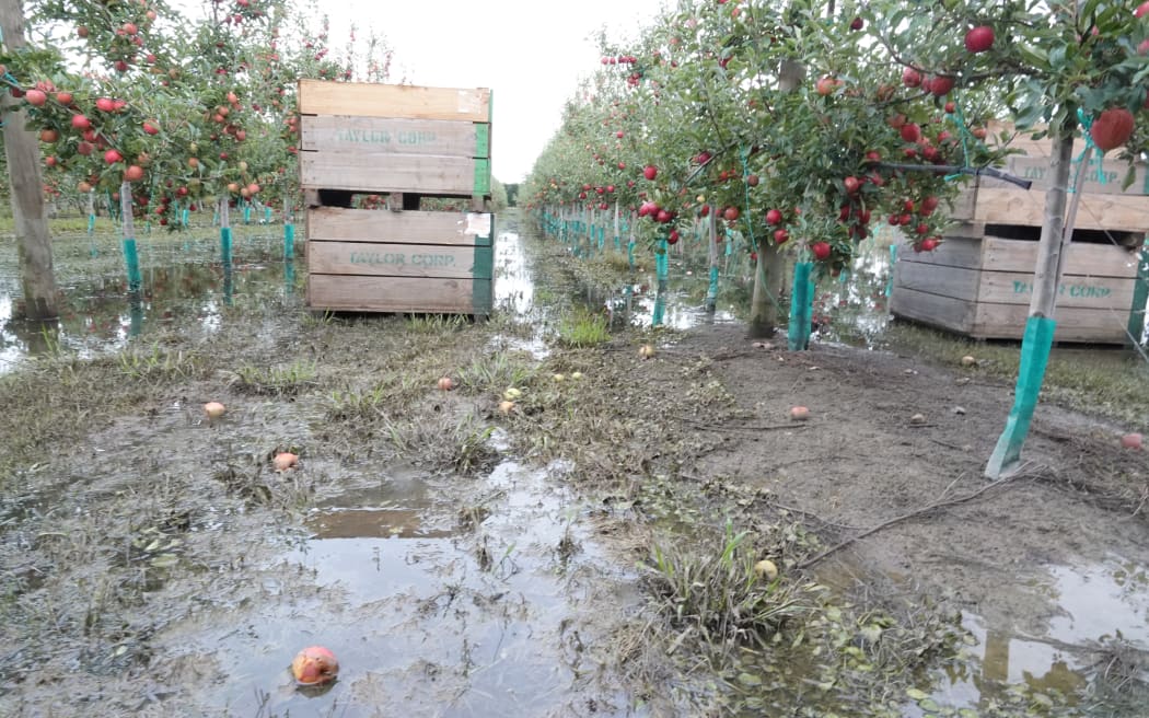 Apple orchard in Hawkes Bay.