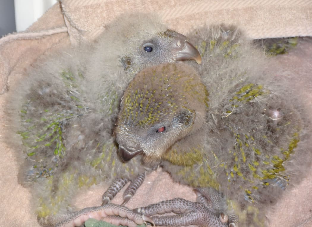 These two 'fluffies' are part of a group of younger chicks that are being hand-reared.