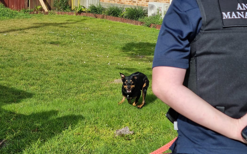 An animal control officer confronts an aggressive Jack Russell.