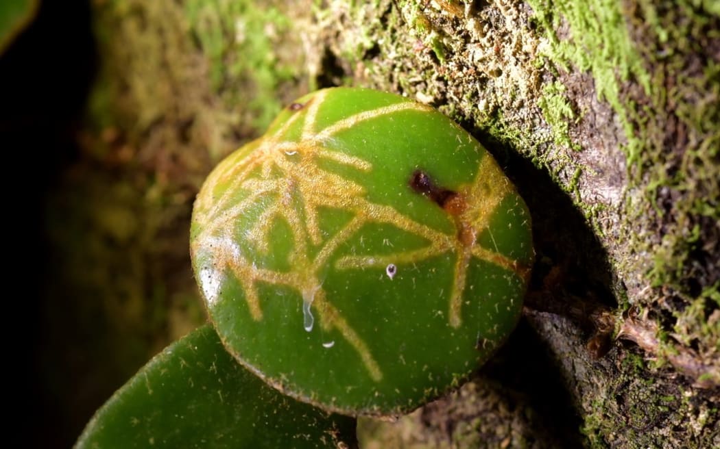 Leather-Leaf Star Miner tunnel tracks