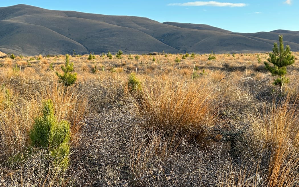 Paul Oswald, project manager for the Central Otago Wilding Conifer Group, says in the battle for space - conifers will beat out natives every time and fears the invasive species will eventually cover the landscape with a mono culture.