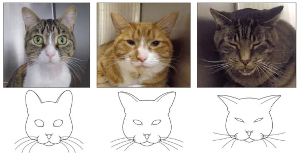 The Feline Grimace Scale