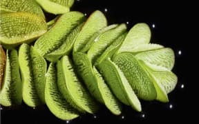The tropical fern Salvinia, which remains dry underwater