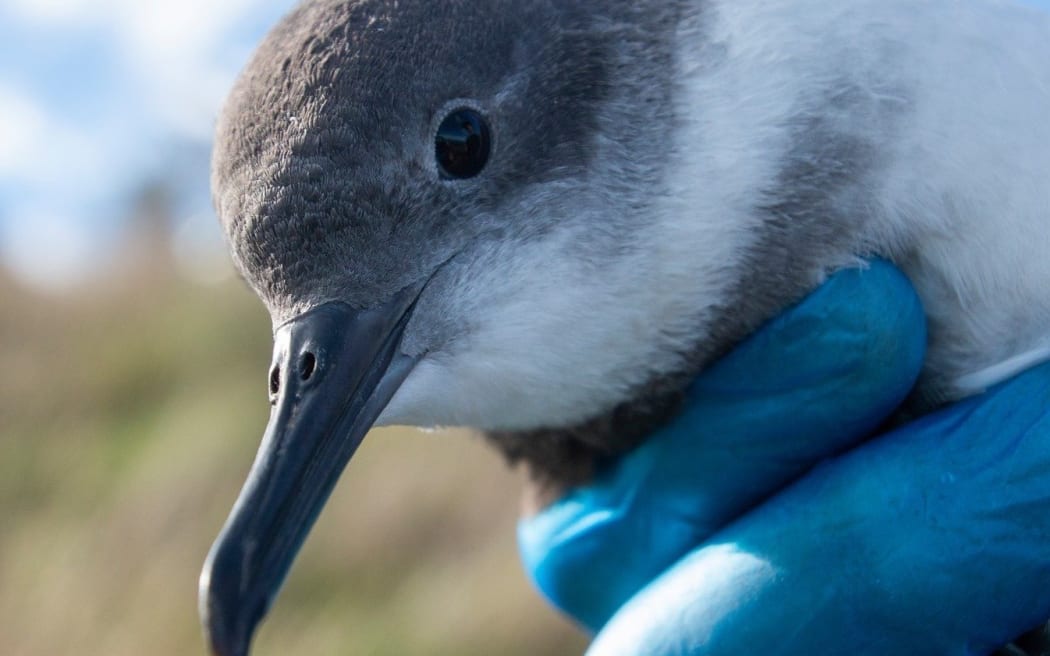 Hutton’s shearwater birds are endemic to Kaikōura. Photo: Supplied by Sabrina Luecht