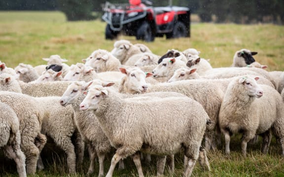 Sheep