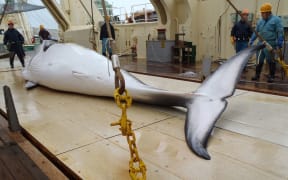 Minke whale