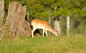 Fallow deer grazing a paddock in Westland, New Zealand.
