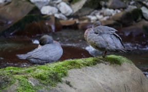 Tūmanako with her mate Tarn