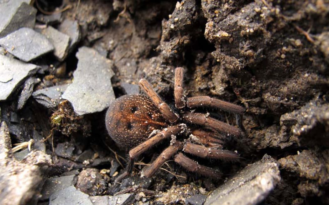 Native prowling spider