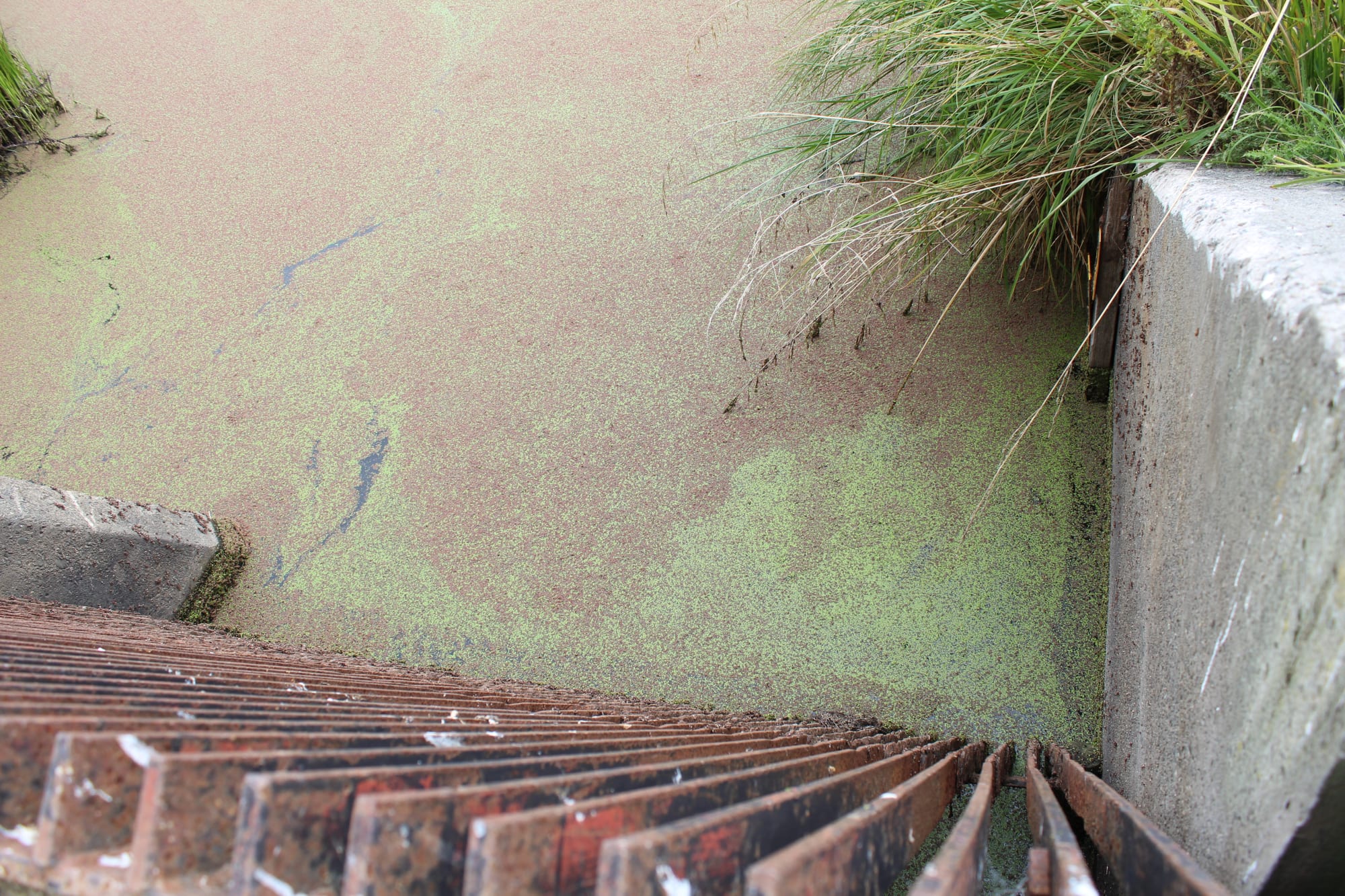 Water going through the Osborne Drain to Te Waihora/Lake Ellesmere.