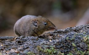 Hylomys maxi seen in the wild on Fraser’s Hill, Pahang, Malaysia.