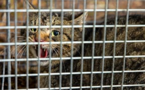 A feral cat captured in Fiordland National Park